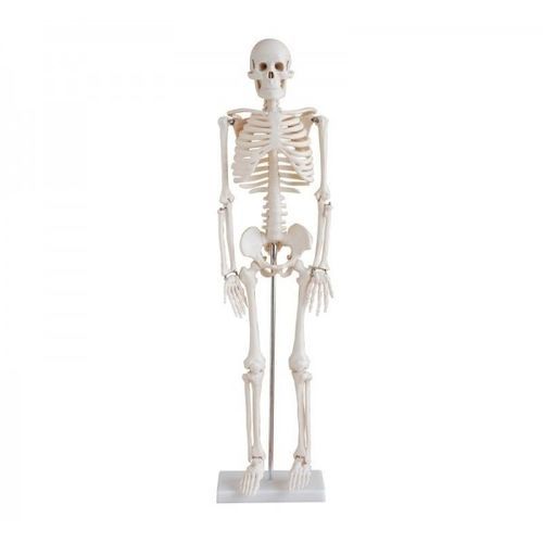 Anatomisches Skelettmodell - YA/L012 - Yuan Technology - Schädel / Gelenk / für die Ausbildung