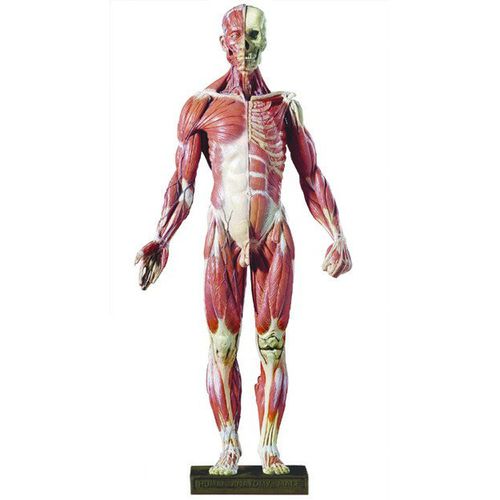 Anatomisches Modell / Kopf - DT99  - Denoyer-Geppert - Muskel / Ganzkörper / Blutgefäße