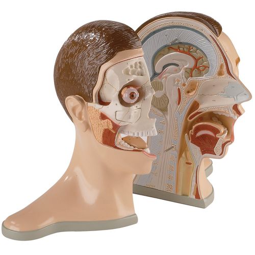 Anatomisches Modell / Kopf - 0176-00 - Denoyer-Geppert - Knochen / Knochen / Schädel