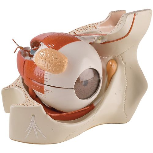 Anatomisches Modell / Körper - 0182-00 - Denoyer-Geppert - Auge / Blutgefäße / für die Ausbildung