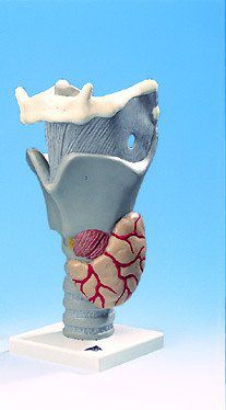 Anatomisches Modell / Larynx - AP200  - Denoyer-Geppert - Schilddrüse / für die Ausbildung