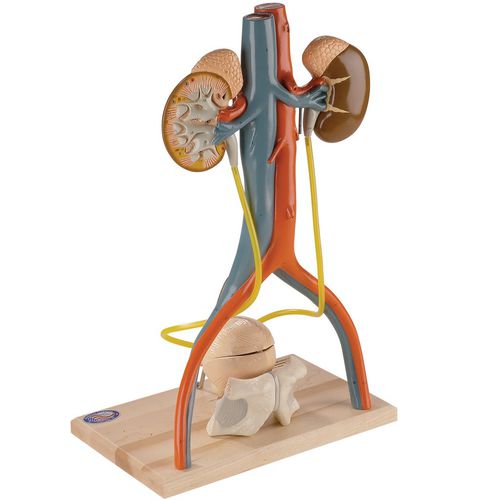 Anatomisches Modell / Nebenhöhle - 0145-00 - Denoyer-Geppert - Becken / Becken / Femoralvene