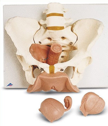 Anatomisches Skelettmodell - SV31 - Denoyer-Geppert - Becken / LWS / Steißbein