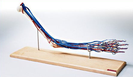 Blutgefäße-Gefäßmodell - SA53 - Denoyer-Geppert - Arm / Hand / für die Ausbildung