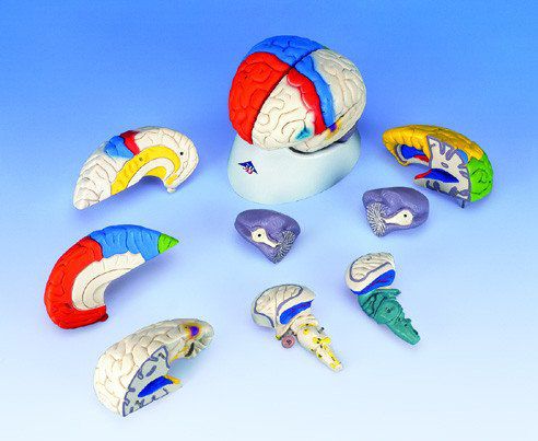 Anatomisches Modell / Schädel - A422  - Denoyer-Geppert - Schläfen / Gehirn / Kleinhirn