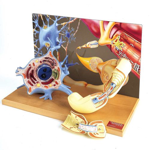 Anatomisches Modell / Körper - 0167-00 - Denoyer-Geppert - Nerv / Neuron / für die Ausbildung