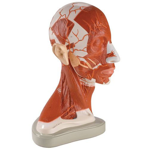 Anatomisches Modell / Kopf - 0174-00 - Denoyer-Geppert - Schlüsselbein / Hals / Rippe