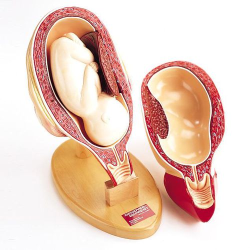 Anatomisches Modell / Becken - 0719-P - Denoyer-Geppert - Rumpf / Gebärmutter / Eileiter