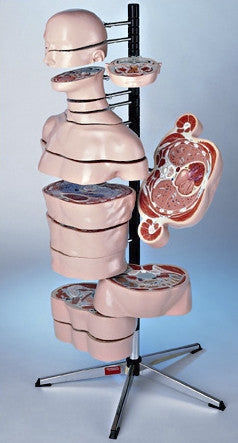 Anatomisches Modell / Rumpf - 0320-00 - Denoyer-Geppert - MRT / Kunststoff