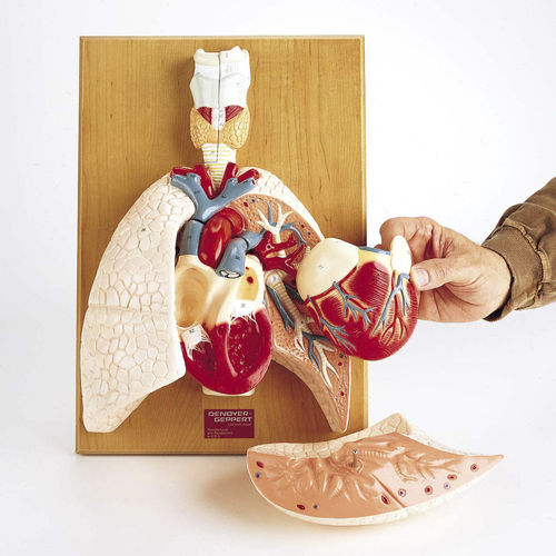 Anatomisches Modell / Nebenhöhle - 0192-00  - Denoyer-Geppert - Herz / Lungenarterie / Speiseröhre