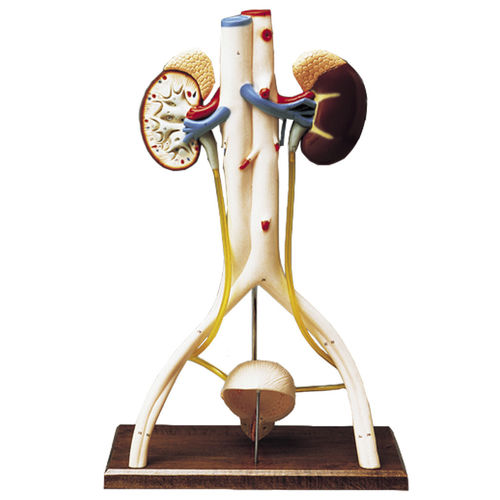 Anatomisches Modell des Harnapparats - 0827-45 - Denoyer-Geppert - Niere / Blase / Blutgefäße