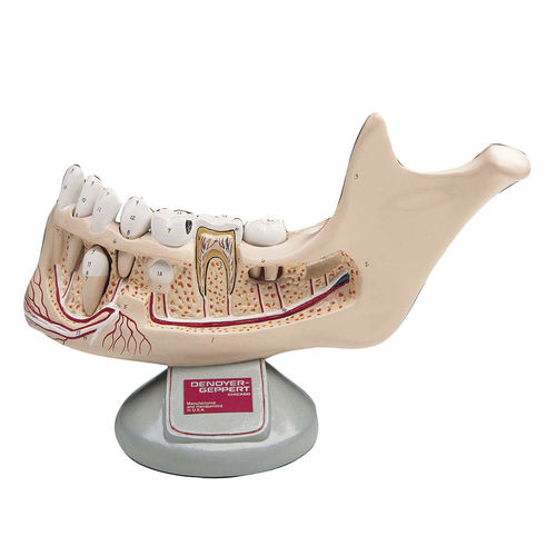 Anatomisches Modell / Knochen - 0106-00 - Denoyer-Geppert - Unterkiefer / Unterkiefer / Kiefer