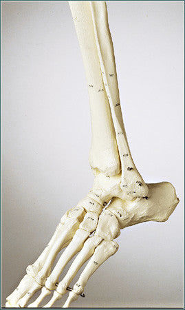 Anatomisches Modell / Knochen - SA87 - Denoyer-Geppert - Fuß / Bein / Kunststoff