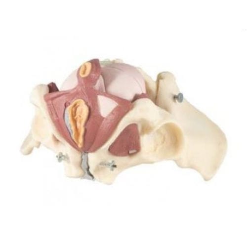 Anatomisches Modell / Becken - ZKK-267-A - Educational + Scientific Products Ltd - Beckenboden / Muskel / Steißbein