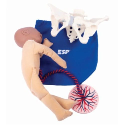 Anatomisches Modell / Becken - ZKK-260-T - Educational + Scientific Products Ltd - Nabelschnur / für Entbindungen / weiblich