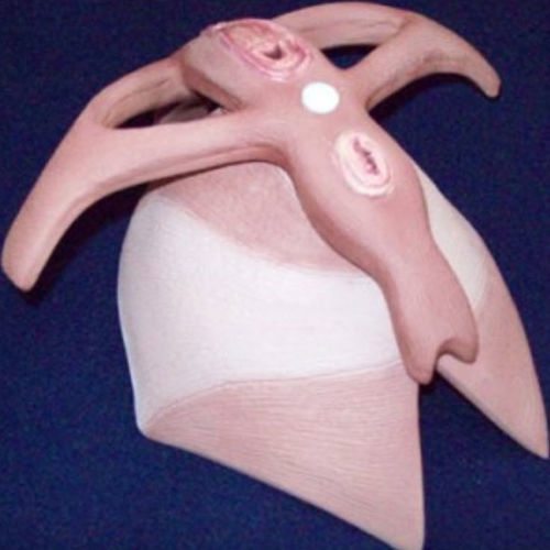 Anatomisches Muskelmodell - ZKK-262-H - Educational + Scientific Products Ltd - Beckenboden / für die Ausbildung / weiblich