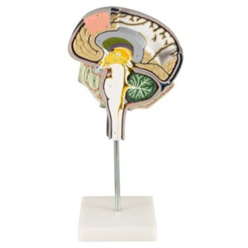 Anatomisches Gehirnmodell - ZKH-266-N - Educational + Scientific Products Ltd - Schädel / für die Ausbildung