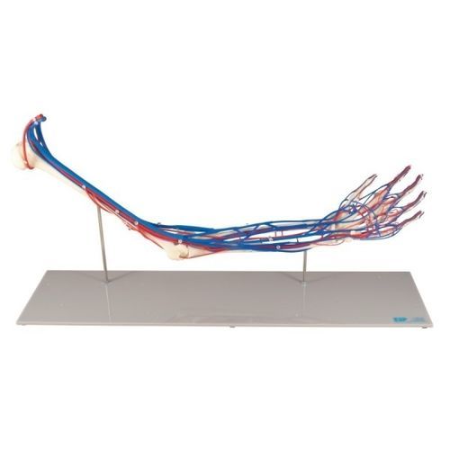Anatomisches Skelettmodell - ZKJ-688-E - Educational + Scientific Products Ltd - Blutkreislaufsystem / Blutgefäße / Arm