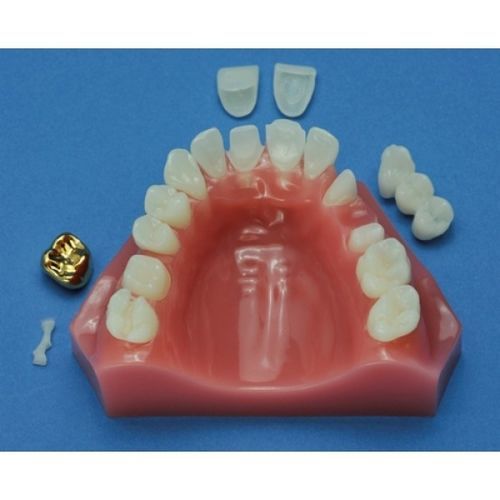 Anatomisches Modell / Oberkiefer - ZDM-011-CD - Educational + Scientific Products Ltd - Dental / für die Ausbildung
