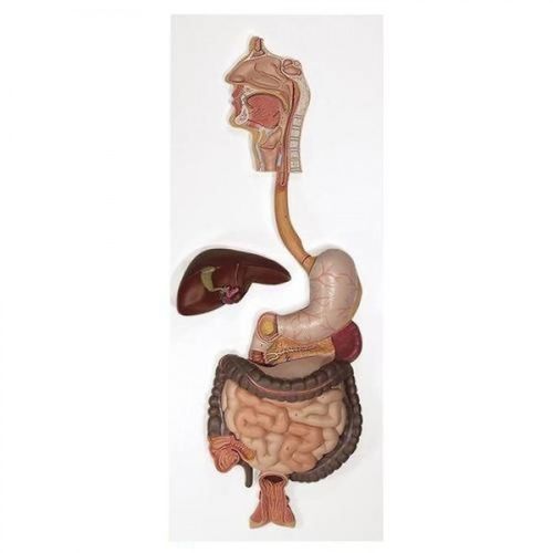 Anatomisches Modell des Stoffwechselsystems - ZKJ-737-X - Educational + Scientific Products Ltd - Kolon / Blase / Mund