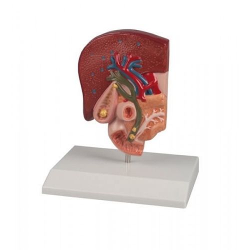 Anatomisches Modell / Gallen - ZKJ-786-G - Educational + Scientific Products Ltd - Dünndarm / Gallenblase / für die Ausbildung