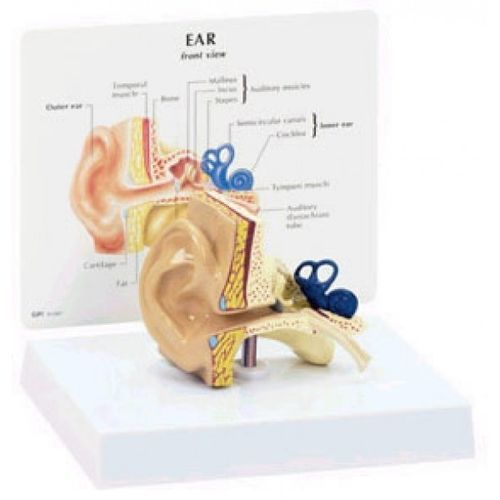 Ohr anatomisches Modell - GBM-003 - Educational + Scientific Products Ltd - Schläfen / Cochlea / Gehörknöchelchen