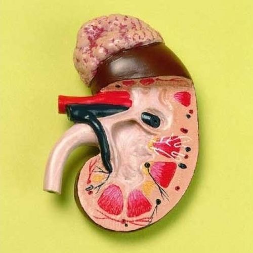 Anatomisches Modell / Niere - ZKJ-782-L - Educational + Scientific Products Ltd - Nebenniere / Harnleiter / Arterie
