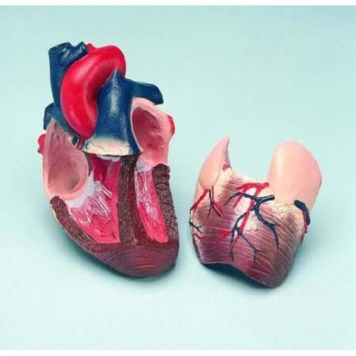 Anatomisches Herzmodell - ZKJ-646-L - Educational + Scientific Products Ltd - für die Ausbildung / Handgerät