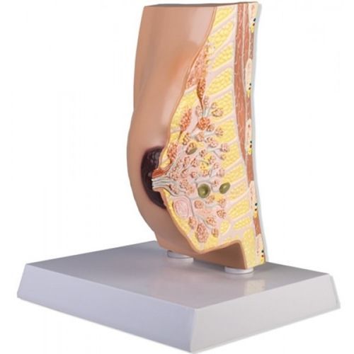 Anatomisches Modell / Brust - ZKL-117-B - Educational + Scientific Products Ltd - Muskel / für die Ausbildung / weiblich