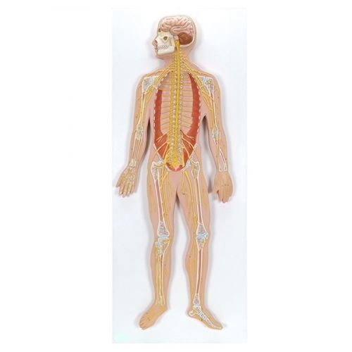 Anatomisches Modell / Nervensystem - ZKJ-699-N - Educational + Scientific Products Ltd - Ausbildung