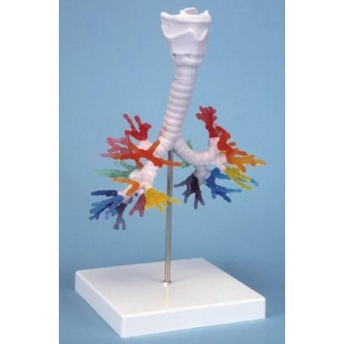 Anatomisches Modell / Bronchial - ZKJ-658-B - Educational + Scientific Products Ltd - Larynx / Luftröhre / Knochen