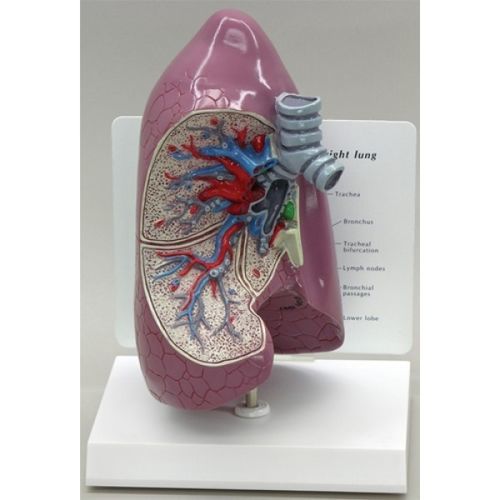 Anatomisches Lungenmodell - ZKJ-663-L - Educational + Scientific Products Ltd - Rippe / Luftröhre / für die Ausbildung