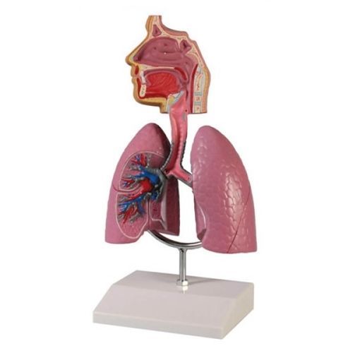 Anatomisches Modell / Luftröhre - ZKJ-654-H - Educational + Scientific Products Ltd - Atemwege / Atemwege / Ausbildung