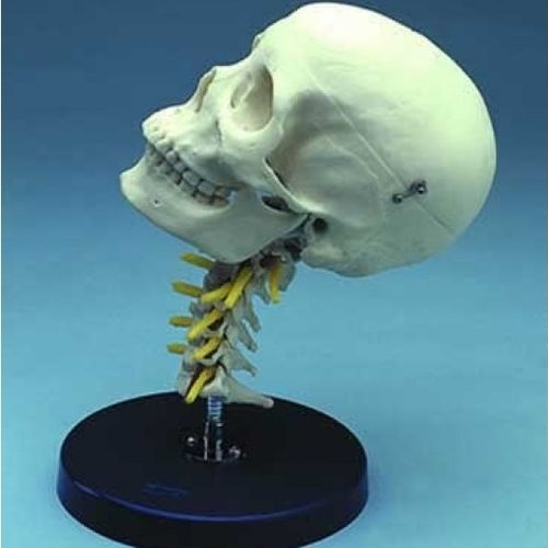 Anatomisches Schädelmodell - ZJY-405-C - Educational + Scientific Products Ltd - Wirbelsäule / HWS / Ausbildung