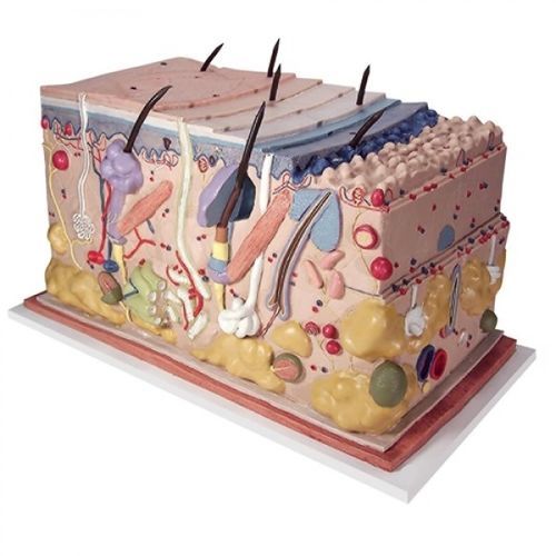 Haut anatomisches Modell - ZKJ-585-S - Educational + Scientific Products Ltd - Ausbildung