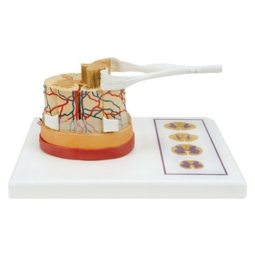 Anatomisches Modell / Hals - ZJY-964-V - Educational + Scientific Products Ltd - Wirbel / Rückenmark / Rumpf