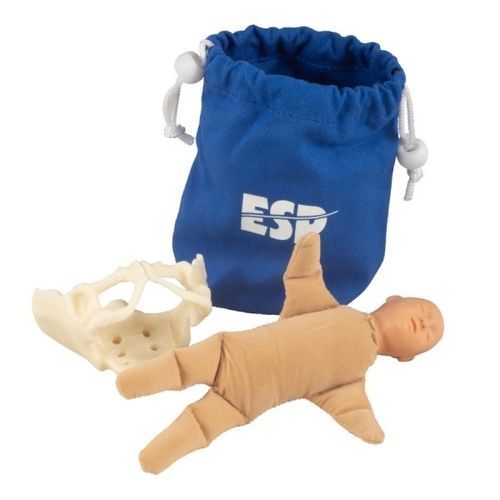 Anatomisches Modell / Becken - ZKK-258-B - Educational + Scientific Products Ltd - Körper / für die Ausbildung / Fötus