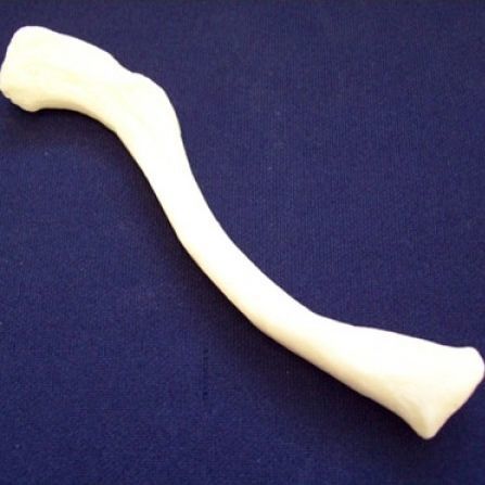 Anatomisches Modell / Schlüsselbein - ZJY-240-040H - Educational + Scientific Products Ltd - Knochen / Kunststoff