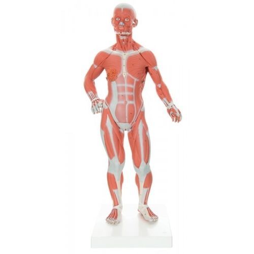 Anatomisches Modell / Muskel - ZKJ-230-M - Educational + Scientific Products Ltd - Rumpf / Brustdrüse / männlich