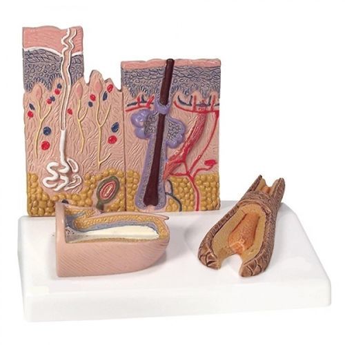 Haut anatomisches Modell - ZKJ-570-H - Educational + Scientific Products Ltd