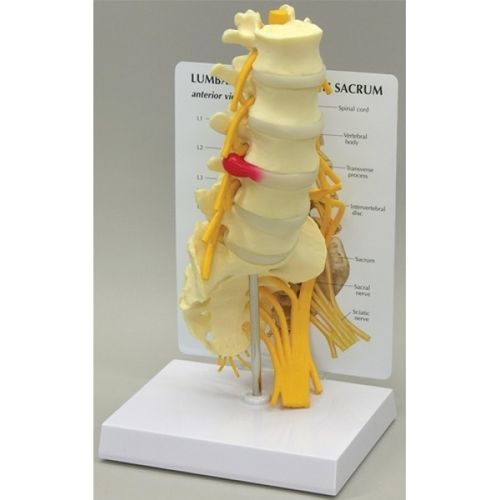 Anatomisches Modell / LWS - GBM-036 - Educational + Scientific Products Ltd - Nerv / Rippe / Kreuzbein