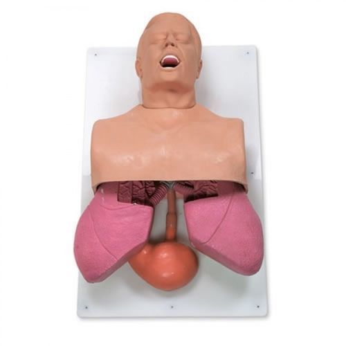 Atemwegsmanagementsimulator - ZKJ-323-K - Educational + Scientific Products Ltd - Atmung / Anatomie / Erwachsene