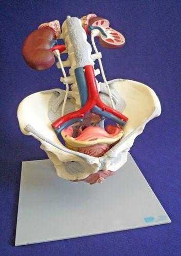 Anatomisches Modell / Becken - ZKK-168-C - Educational + Scientific Products Ltd - Beckenboden / Aorta abdominalis / LWS