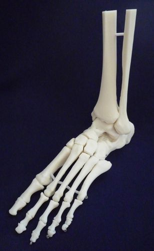 Anatomisches Skelettmodell - ZJY-900-X - Educational + Scientific Products Ltd - Fuß / Gelenk / Tibia