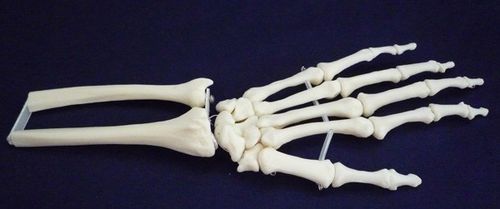 Anatomisches Skelettmodell - ZJY-750-S - Educational + Scientific Products Ltd - Gelenk / Handgelenk / für die Ausbildung