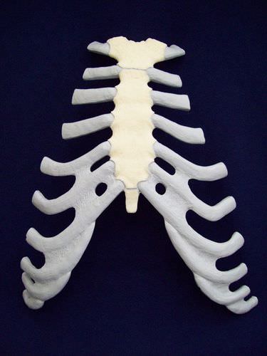 Anatomisches Modell / Brustbein - ZJY-240-030K - Educational + Scientific Products Ltd - für die Ausbildung