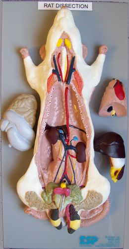 Anatomisches Modell / zum Sezieren - ZKA-806-Y - Educational + Scientific Products Ltd - Magen / Herz / Ganzkörper