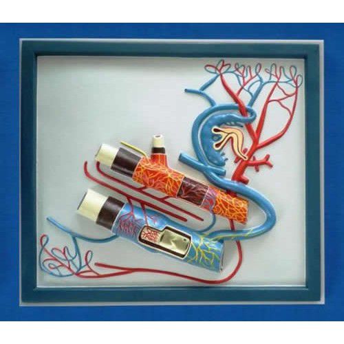 Vene Gefäßmodell - ZKJ-678-L - Educational + Scientific Products Ltd - Blutkreislaufsystem / Arterie / für die Ausbildung