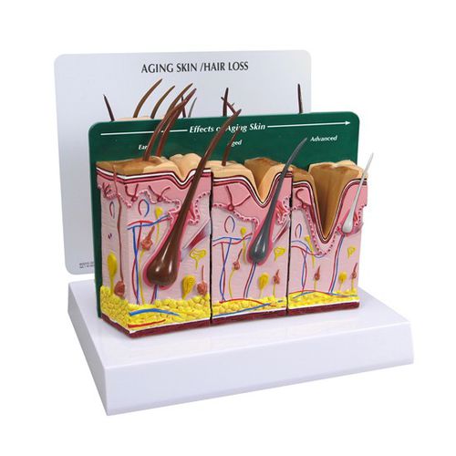 Anatomisches Modell / Haut - 3900 - GPI Anatomicals - Blutgefäße / für die Ausbildung / Alterung