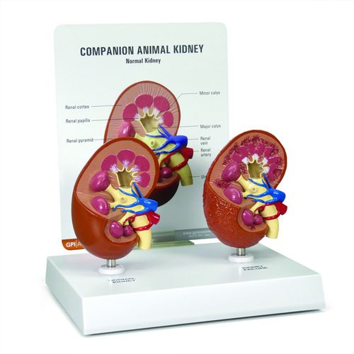 Anatomisches Modell / Nierenarterie - 9210 - GPI Anatomicals - Nierenvene / Niere / für Veterinärmedizin